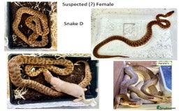 Python Snake reptiles for sale: Children’s Pythons (Antaresia childreni) - Image 4