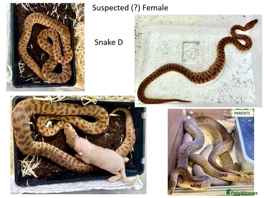 Python Snake reptiles for sale: Children’s Pythons (Antaresia childreni) - Image 4