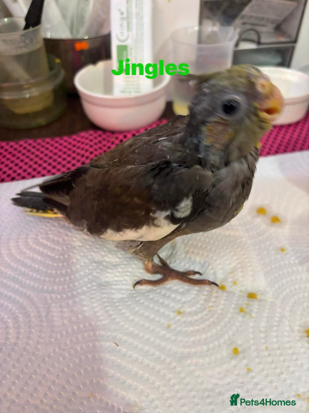 Cockatiels birds for sale: Hand reared and tame baby cockatiels  - Advert 9