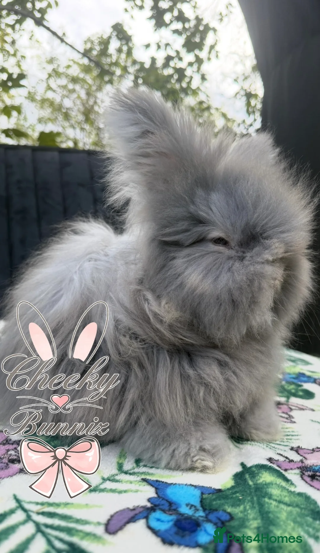 Angora rabbits for sale: Beautiful Full Faced English Angoras - Advert 1