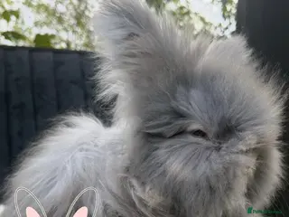 Angora rabbits Beautiful Full Faced English Angoras - Advert 4