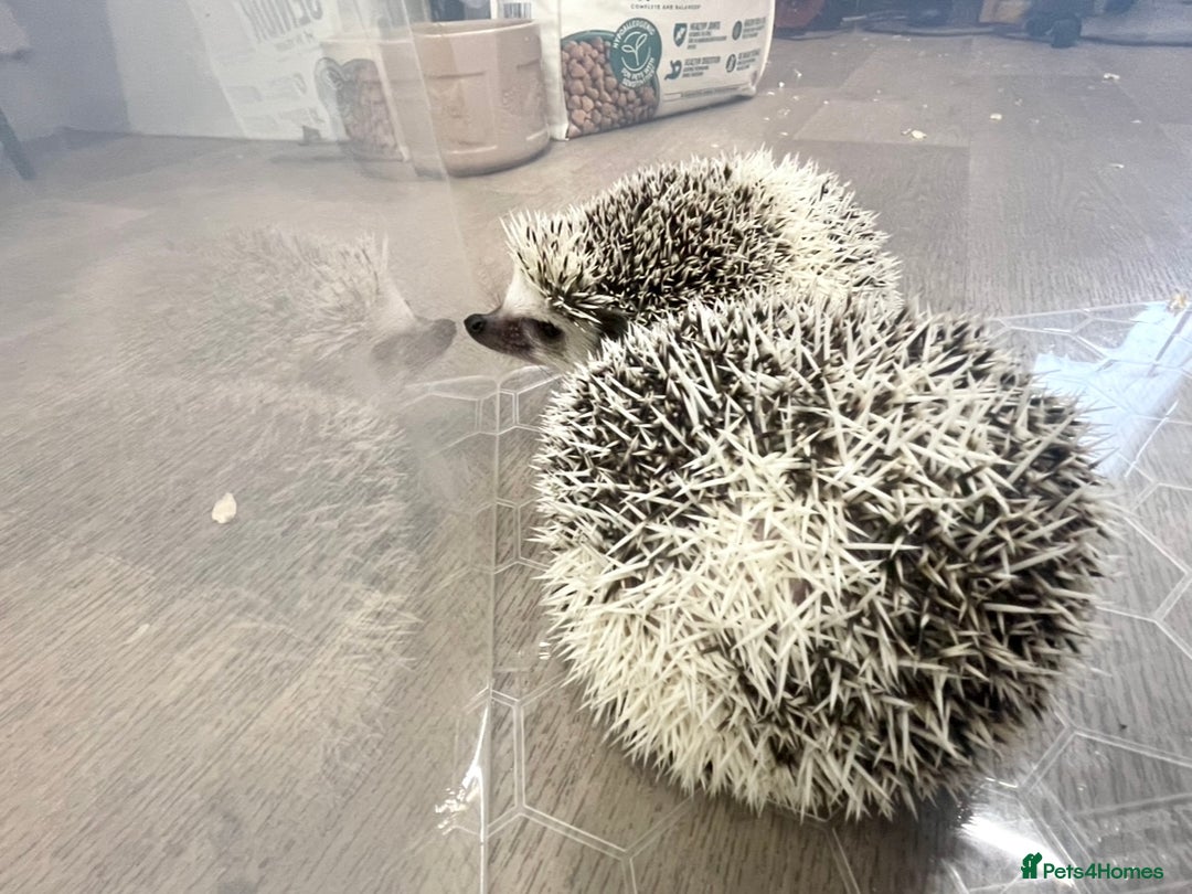 Pygmy Hedgehog rodents for sale: Young, Sweet, Friendly, African Pygmy Hedgehog's  - Advert 5