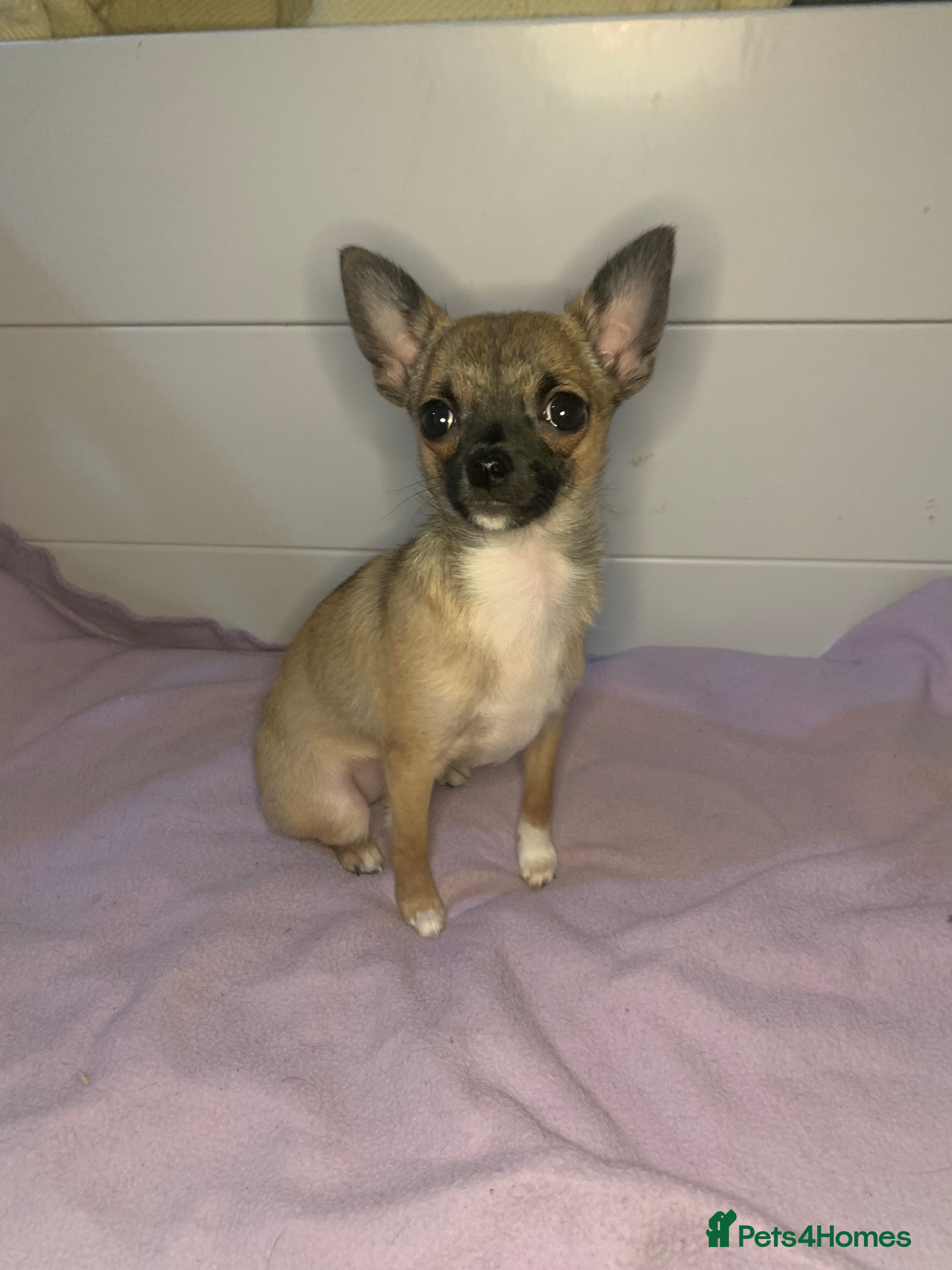 Pomchi dogs last male👀🏡 - Advert 3