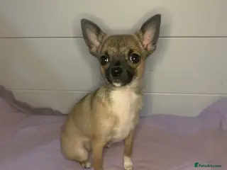 Pomchi dogs last male👀🏡 - Advert 3