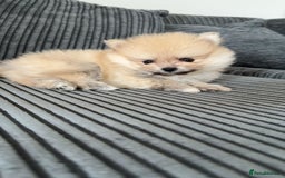 Pomeranian dogs for sale: Pomeranian pups🩵🩷 - Image 5