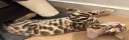 Bengal cats for sale: Beautiful pure bengal girl looking for new home  - Advert 6