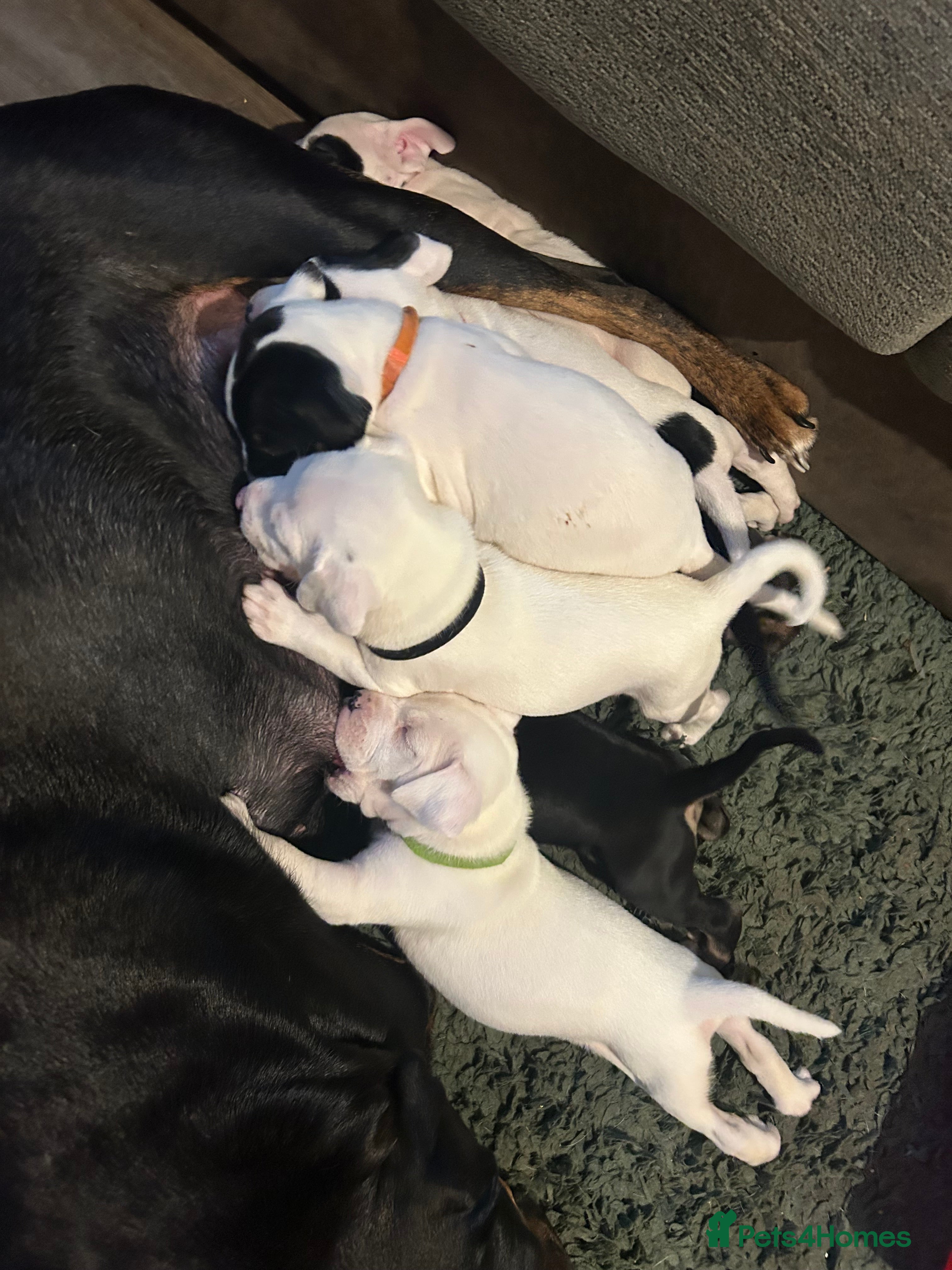 Mixed Breed dogs 🐾 11 Adorable Puppies From an Accidental Litter - Advert 10