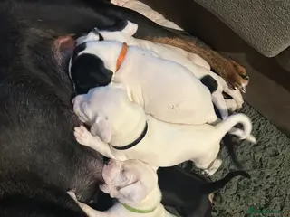 Mixed Breed dogs 🐾 11 Adorable Puppies From an Accidental Litter - Advert 10