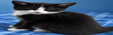 Mixed Breed Kitten 1