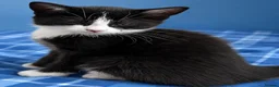 Mixed Breed cats for sale: Looking for their forever hone - Advert 7