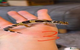 Gecko reptiles for sale: Leopard geckos and pictus geckos - Image 5