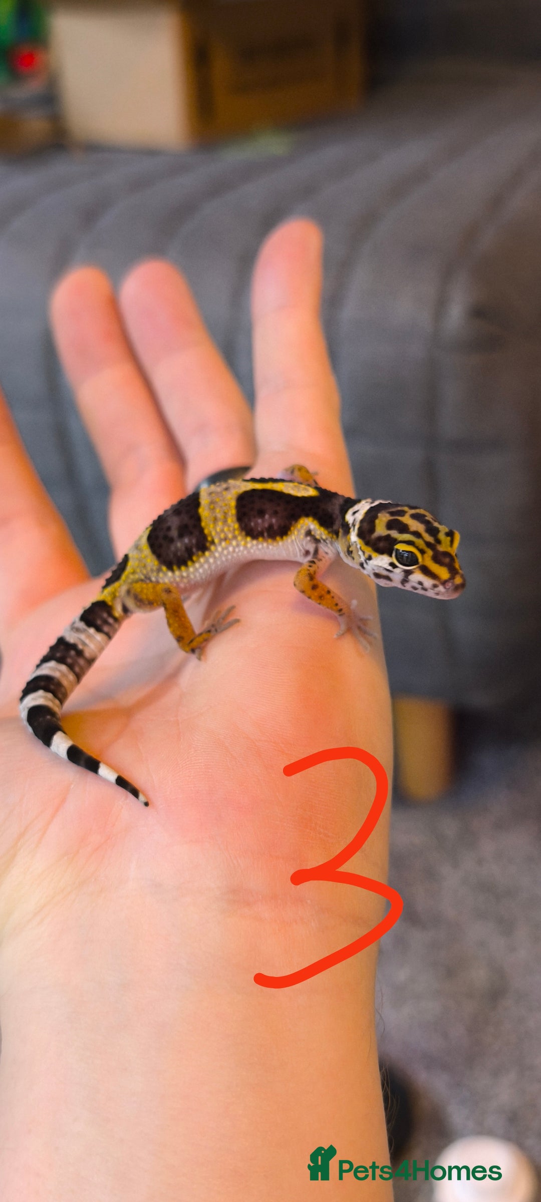Gecko reptiles for sale: Leopard geckos and pictus geckos - Image 5