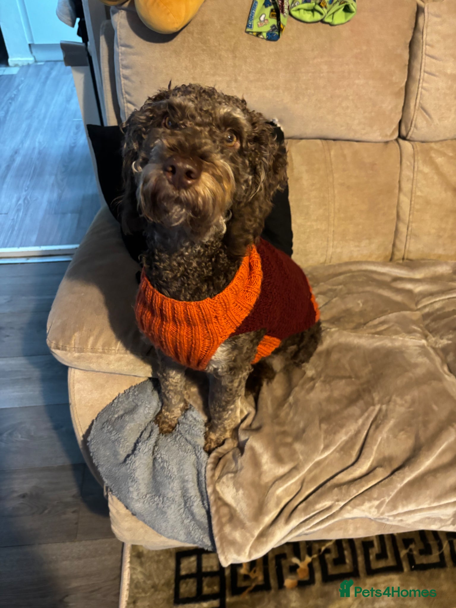 Mixed Breed dogs Bordoodle  - Advert 1
