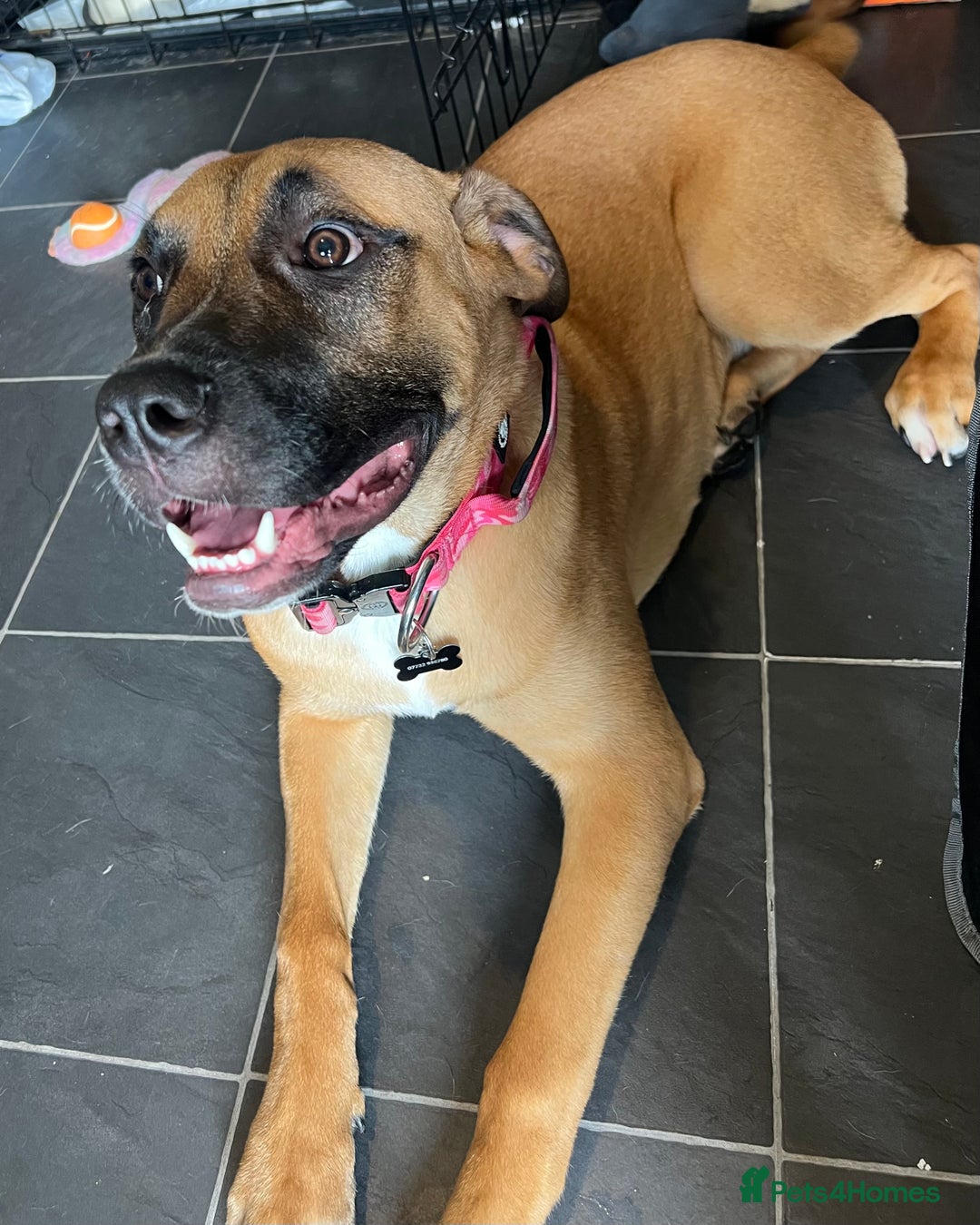 Bullmastiff dogs for sale: URGENT HOME NEEDED!!! - Advert 1