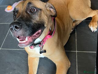 Bullmastiff dogs URGENT HOME NEEDED!!! - Advert 1