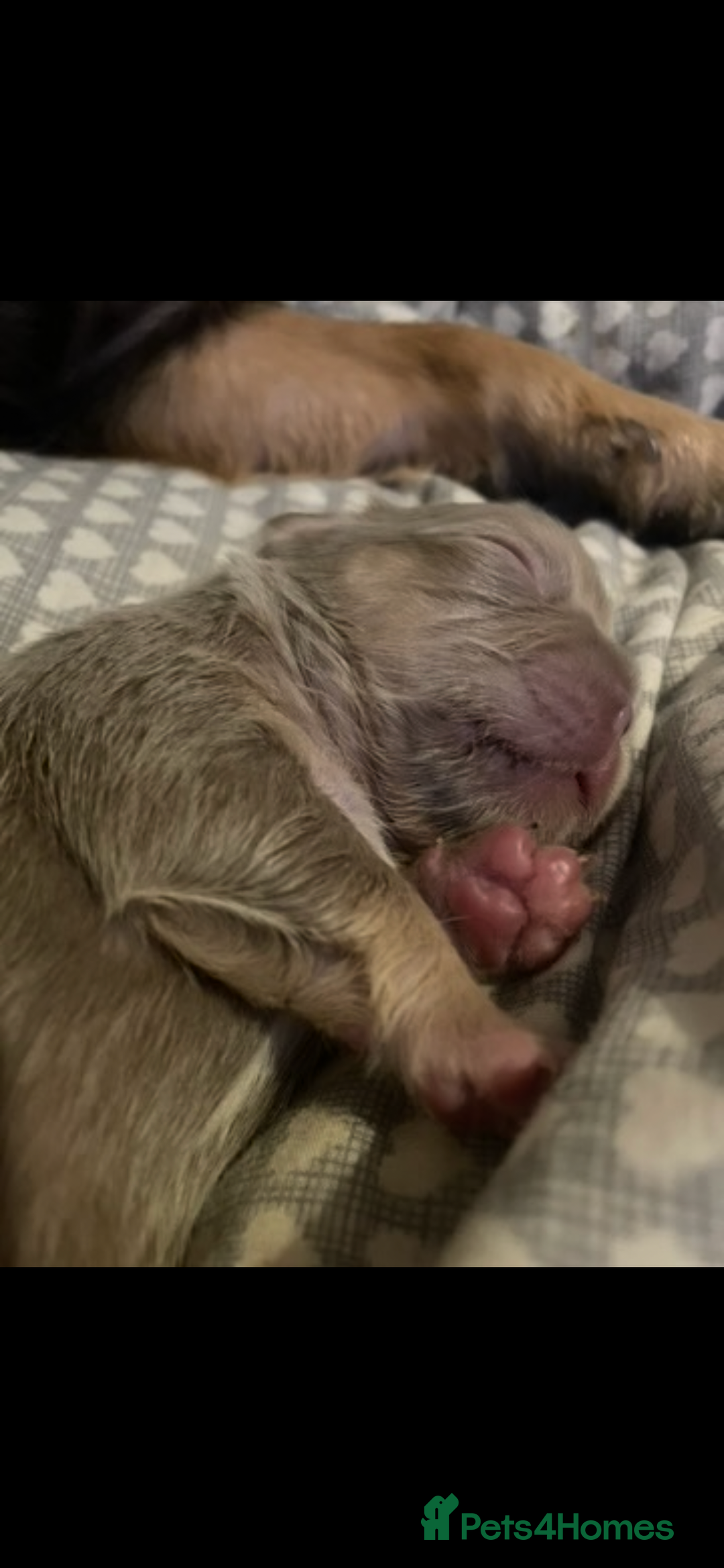 French Bulldog dogs for sale: Visual Fluffy Compact French Bulldogs 🩷🐶🐾 - Advert 35