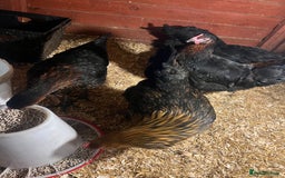 Chickens poultry for sale: Point of laying hen in Eltham read  advert thanks  - Image 6