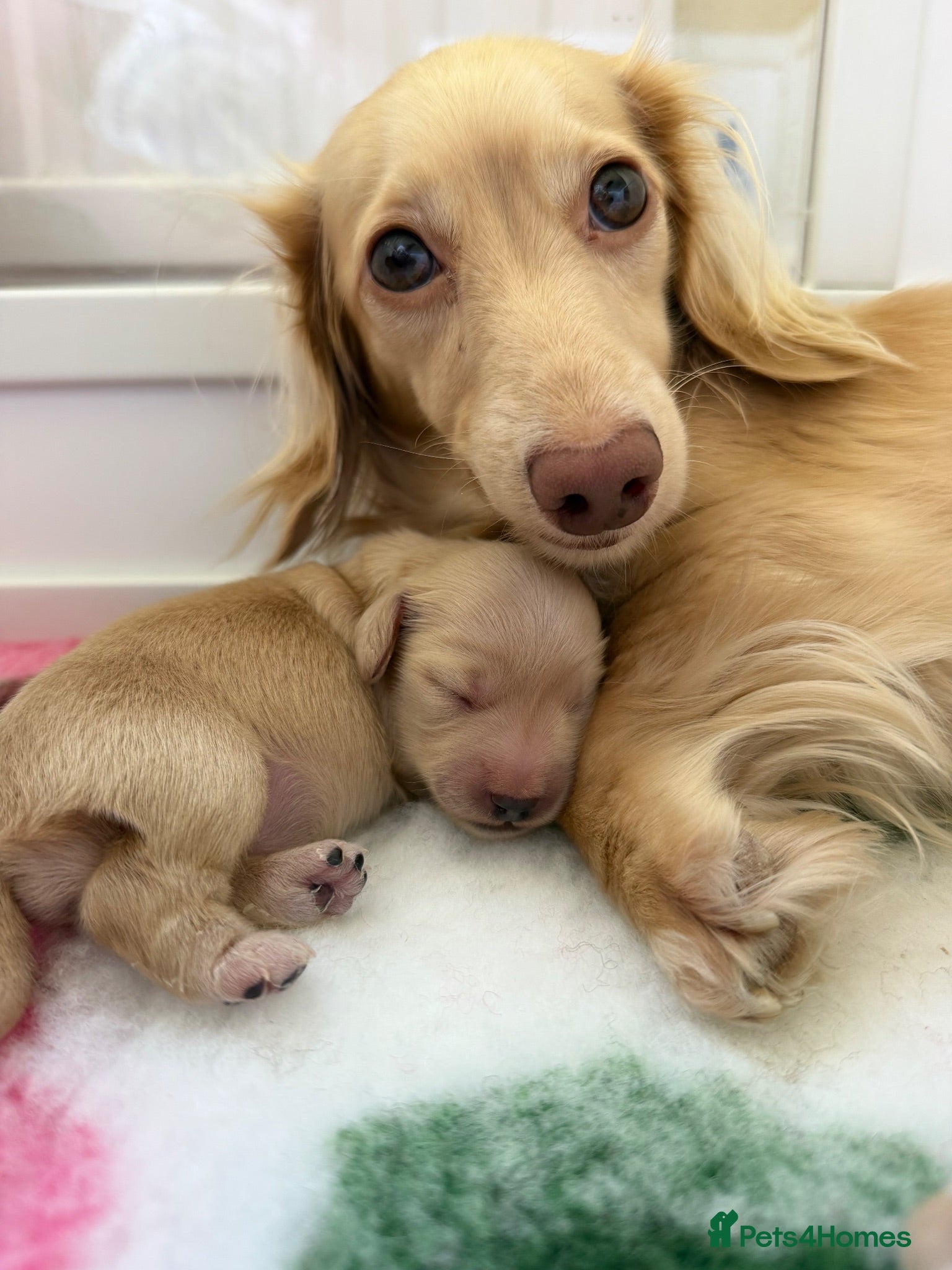 Miniature Dachshund dogs 🍦CREAM KC LONGHAIR MINI DAXI GIRLS🌞 - Advert 5