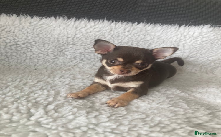 Chihuahua dogs in Grimsby - Advert 1