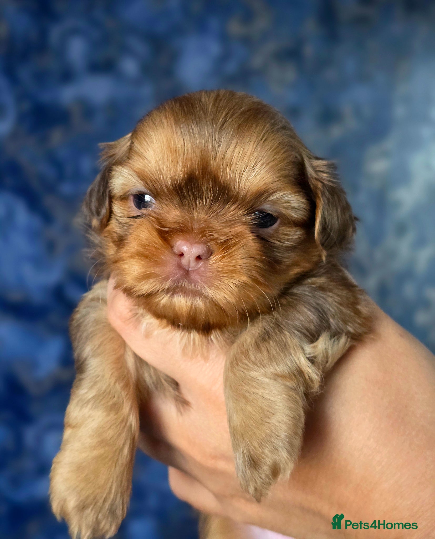Shih Tzu dogs KC Registered Imperial Shih Tzus - Advert 2
