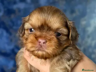 Shih Tzu dogs KC Registered Imperial Shih Tzus - Advert 2