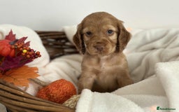 Cocker Spaniel dogs for sale: Cocker spaniel puppies - Image 3