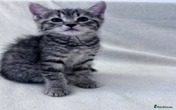 Mixed Breed cats for sale: Cute kittens looking for nice home  - Image 8