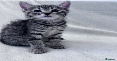 Mixed Breed cats - Advert 9