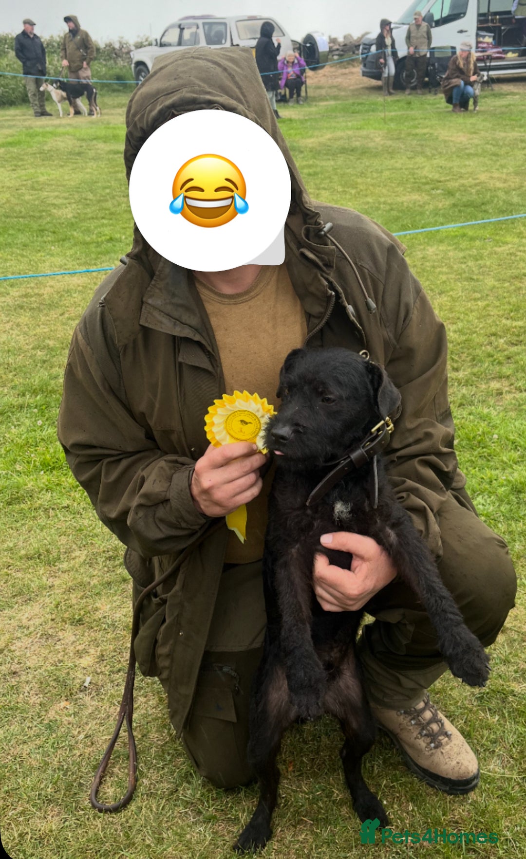 Patterdale Terrier dogs for sale: Patterdale terrier pups  - Image 6