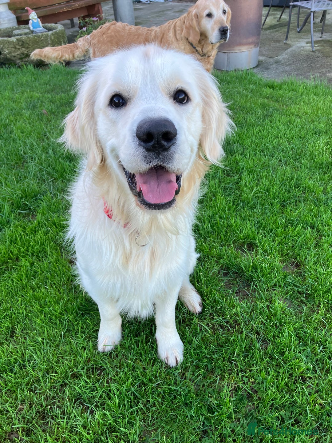 Golden Retriever dogs for sale: K.C reg  Handsome Boy  - Advert 7