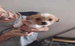 Mixed Breed dogs for sale: Chihuahua/lhaso apso pups long haired - Image 3