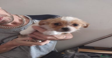 Mixed Breed dogs - Advert 3