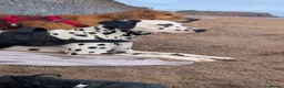 Dalmatian dogs for stud: Stunning KC Registered Dalmatian Stud Available in Cullompton - Advert 2