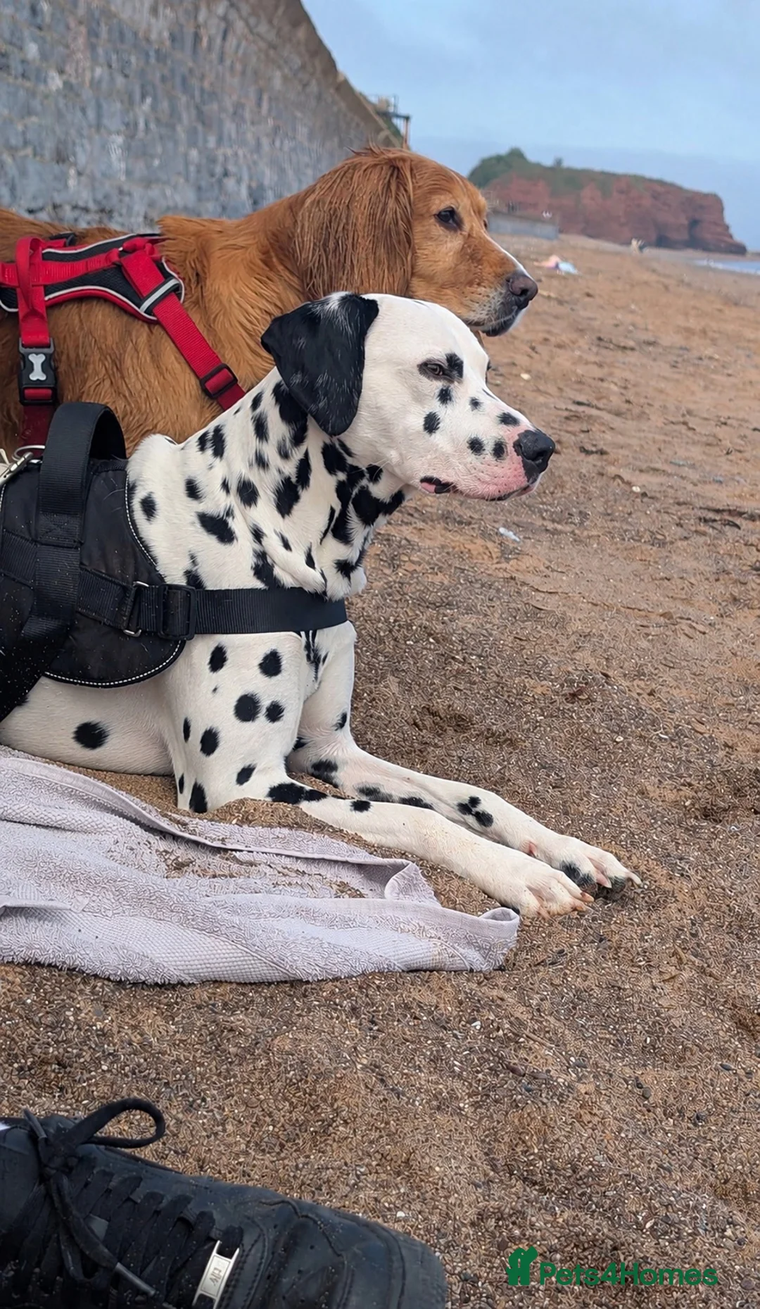 Dalmatian dogs for stud: Stunning KC Registered Dalmatian Stud Available in Cullompton - Advert 2