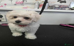 Maltipoo dogs for sale: Tiny korean Maltipoo’s - Image 3