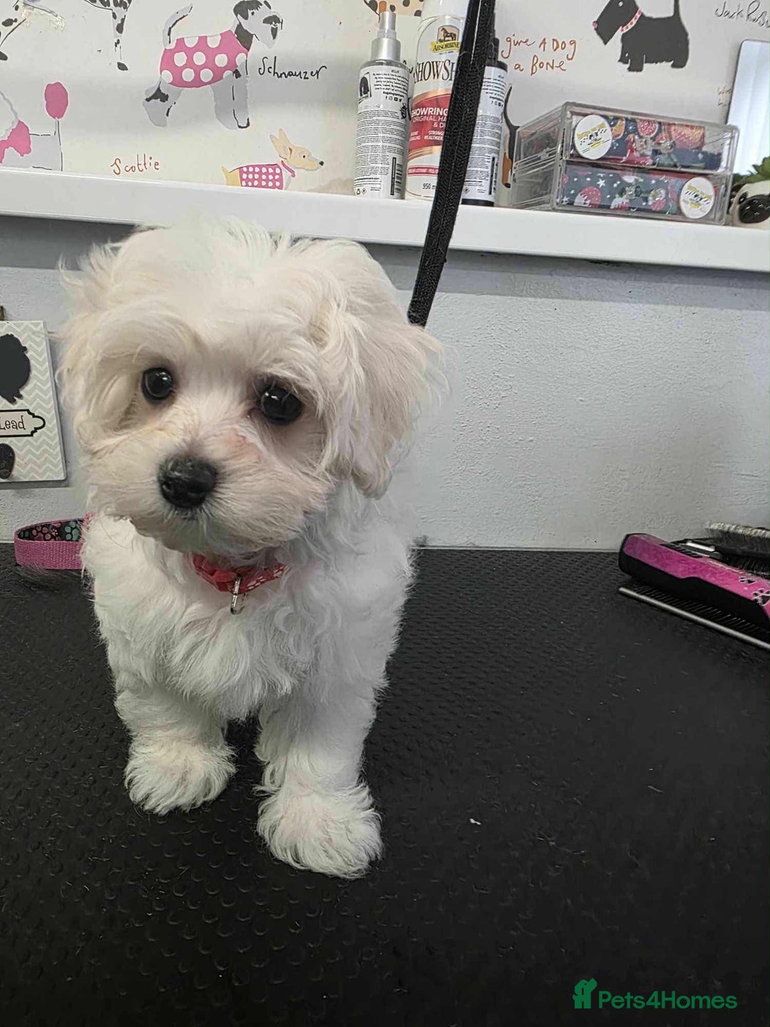 Maltipoo dogs for sale: Tiny korean Maltipoo’s - Image 3