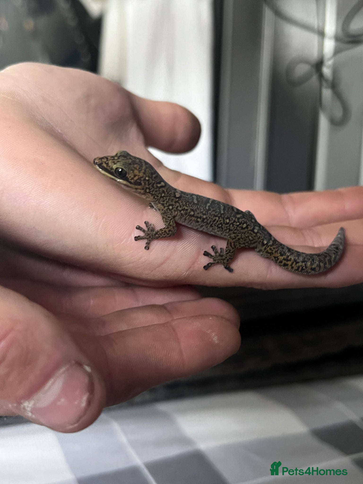 Gecko reptiles for sale: velvet gecko in Chatteris - Advert 1