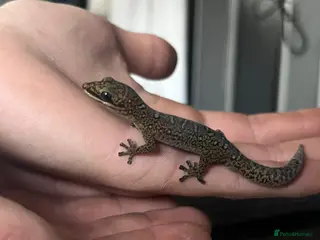 Gecko reptiles for sale: velvet gecko - Advert 1