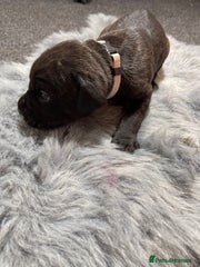 Cane Corso Puppy 6