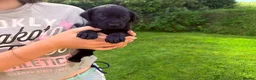 Labrador Retriever dogs for sale: Kc reg black Labrador puppies  - Advert 6
