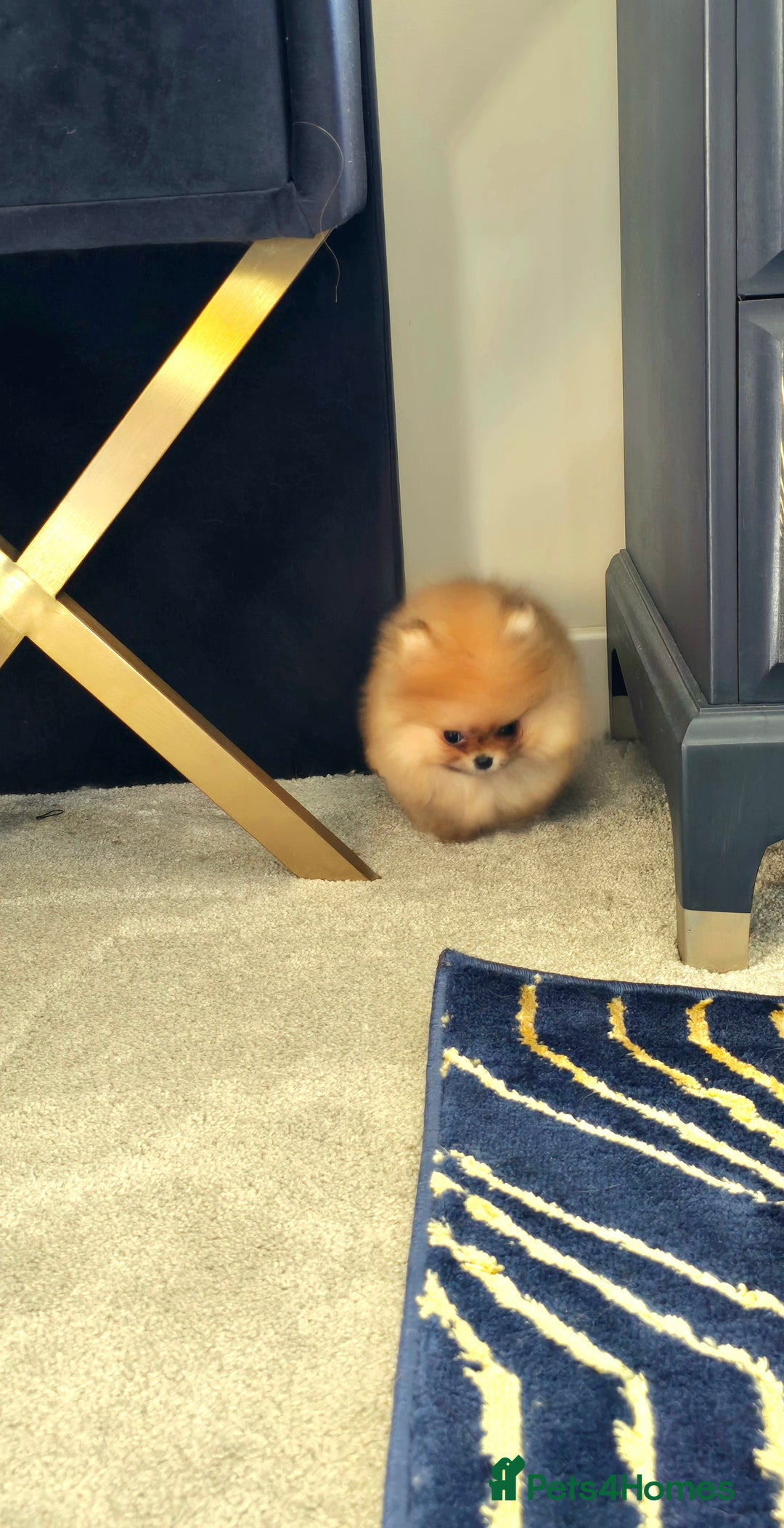 Pomeranian dogs for sale: Super tiny 2 Girls & a boy 💙💓 - Image 11