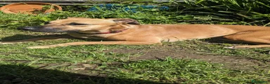 Mixed Breed 2