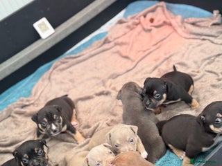 American Bully dogs American Pocket Bully Puppies - Advert 4