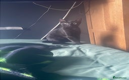 Domestic Shorthair cats for sale: Beautiful black boy looking for a furrever home!! - Image 2