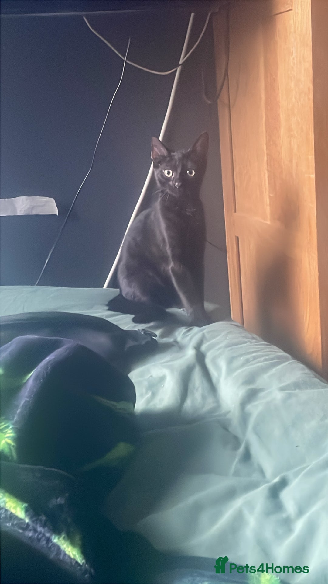 Domestic Shorthair cats for sale: Beautiful black boy looking for a furrever home!! - Image 2