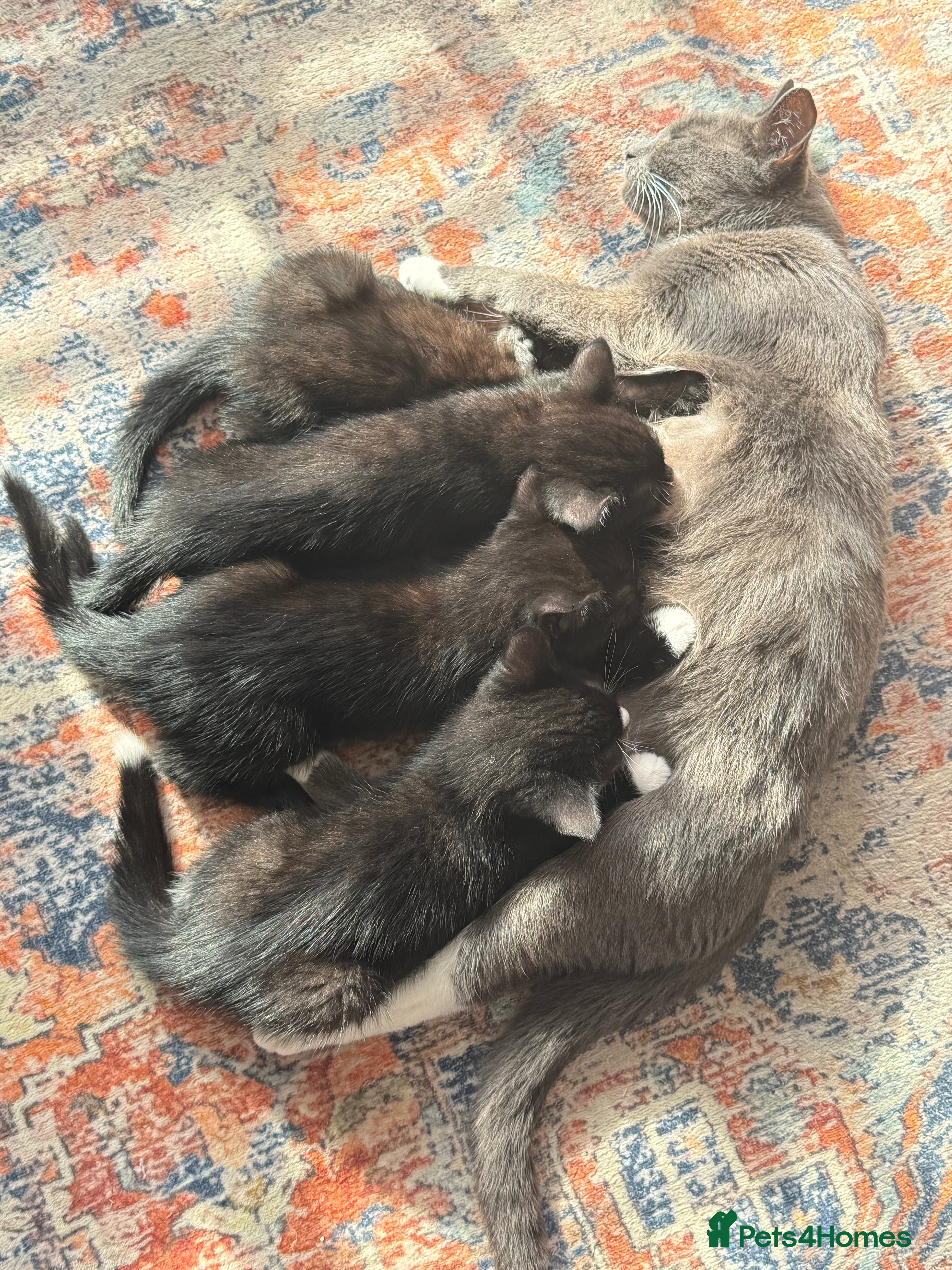 Mixed Breed cats Chocolate brown tabby kittens 🐱  - Advert 15