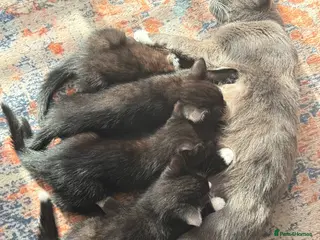 Mixed Breed cats Chocolate brown tabby kittens 🐱 - Advert 2