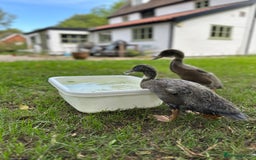 Ducks poultry for sale: 2 Blue Mix Runner Duck Drakes - Image 4