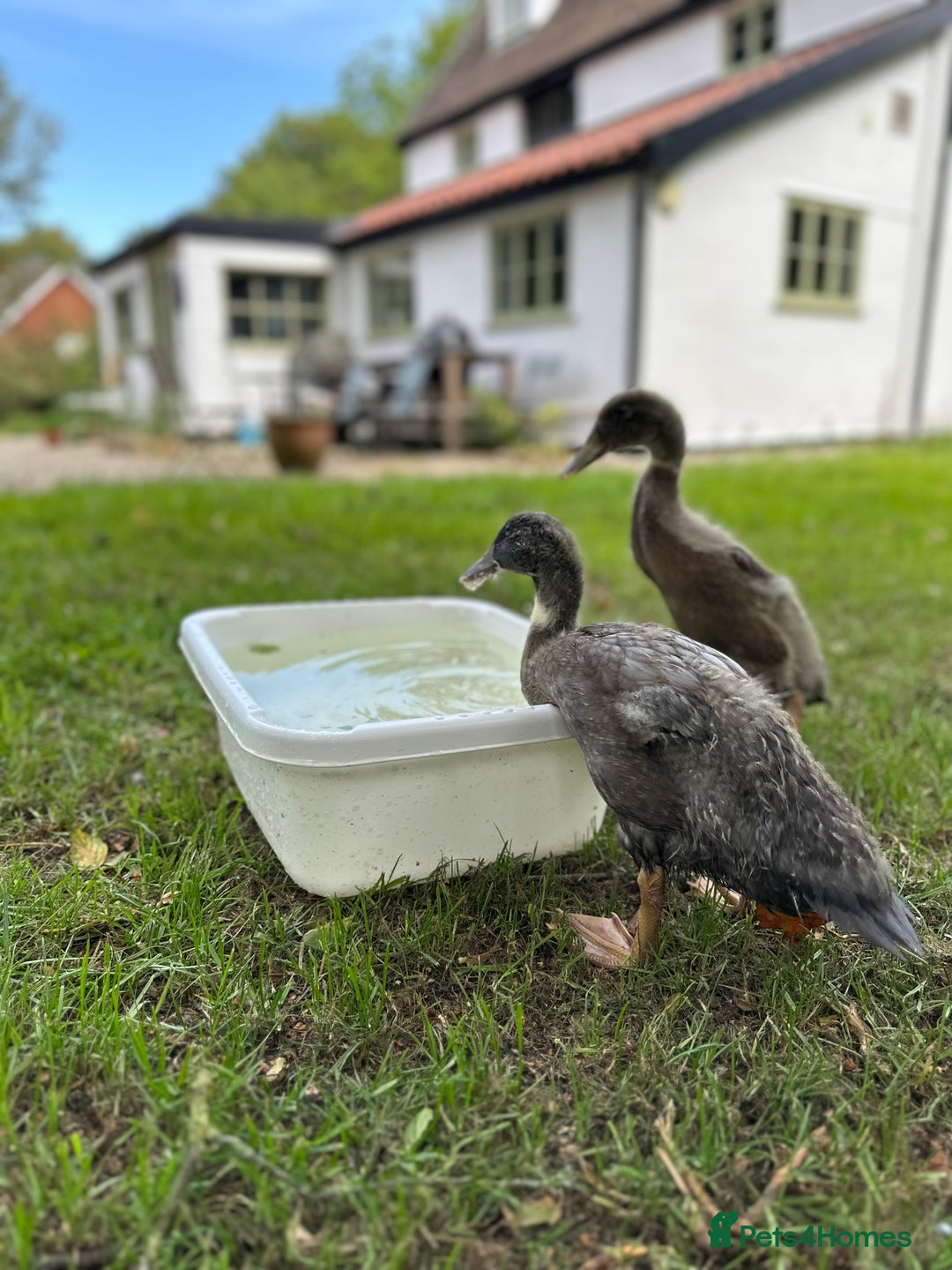 Ducks poultry for sale: 2 Blue Mix Runner Duck Drakes - Image 4
