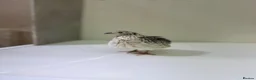 Quail poultry for sale: Quails 8+ weeks  in Stockport - Advert 9